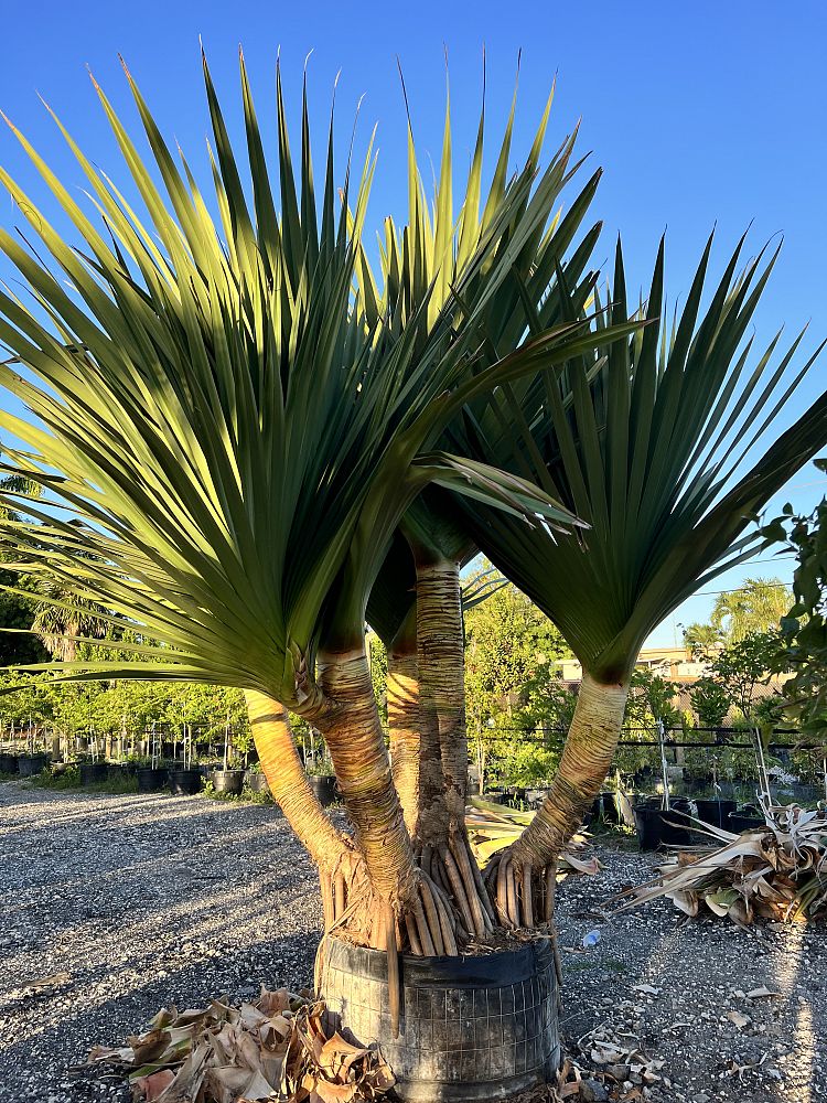 pandanus-utilis-screw-pine