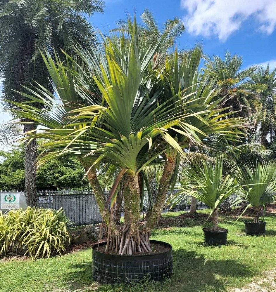 pandanus-utilis-screw-pine