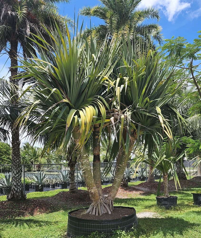 pandanus-utilis-screw-pine