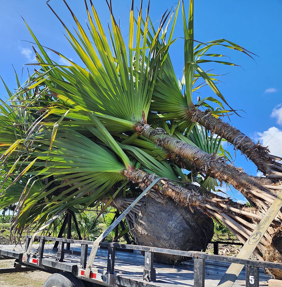 pandanus-utilis-screw-pine