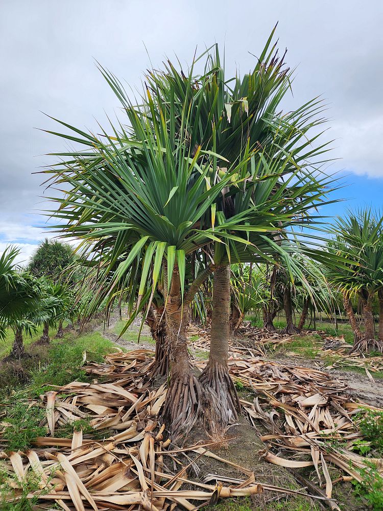 pandanus-utilis-screw-pine