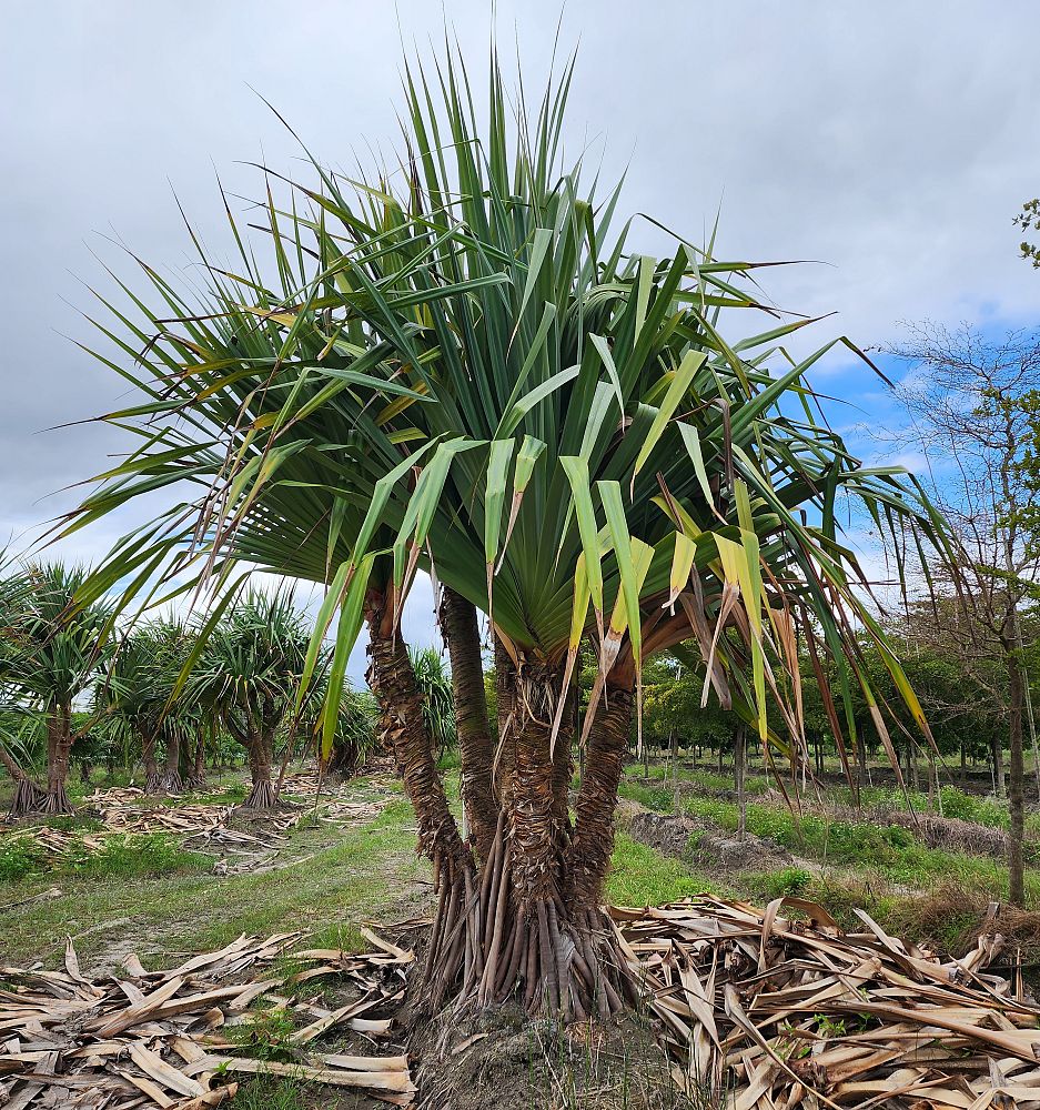 pandanus-utilis-screw-pine