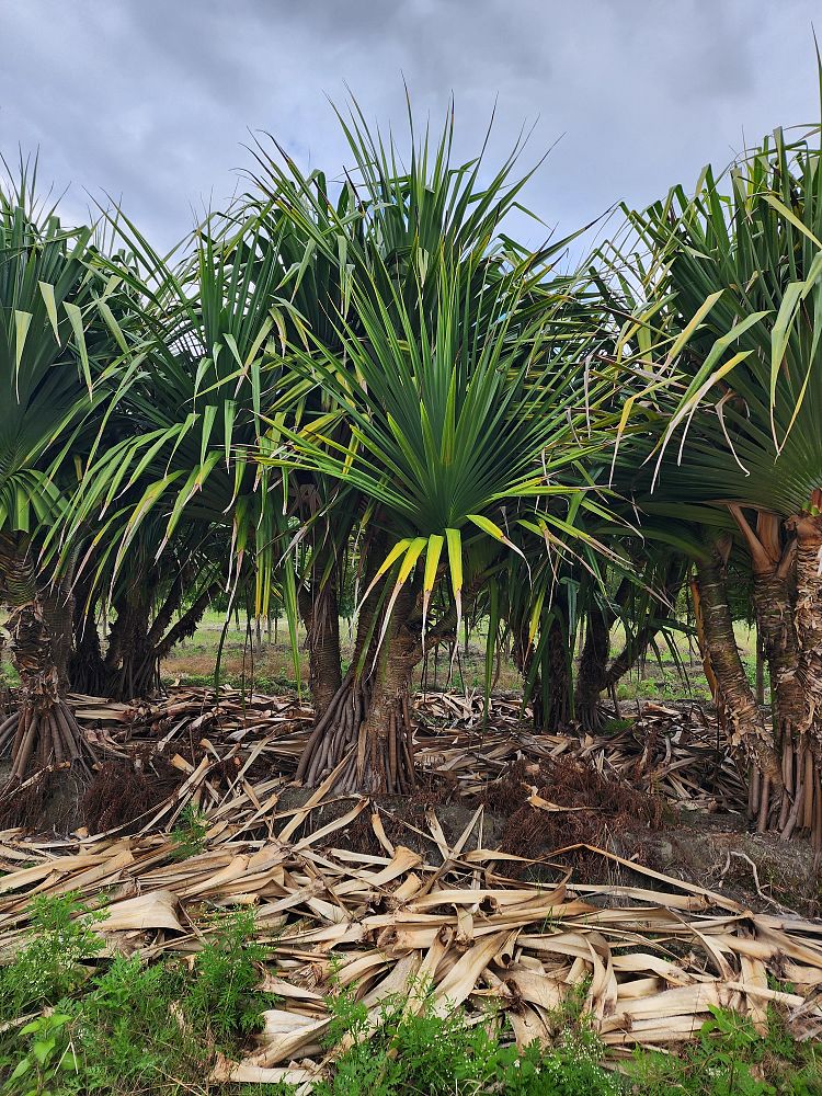 pandanus-utilis-screw-pine