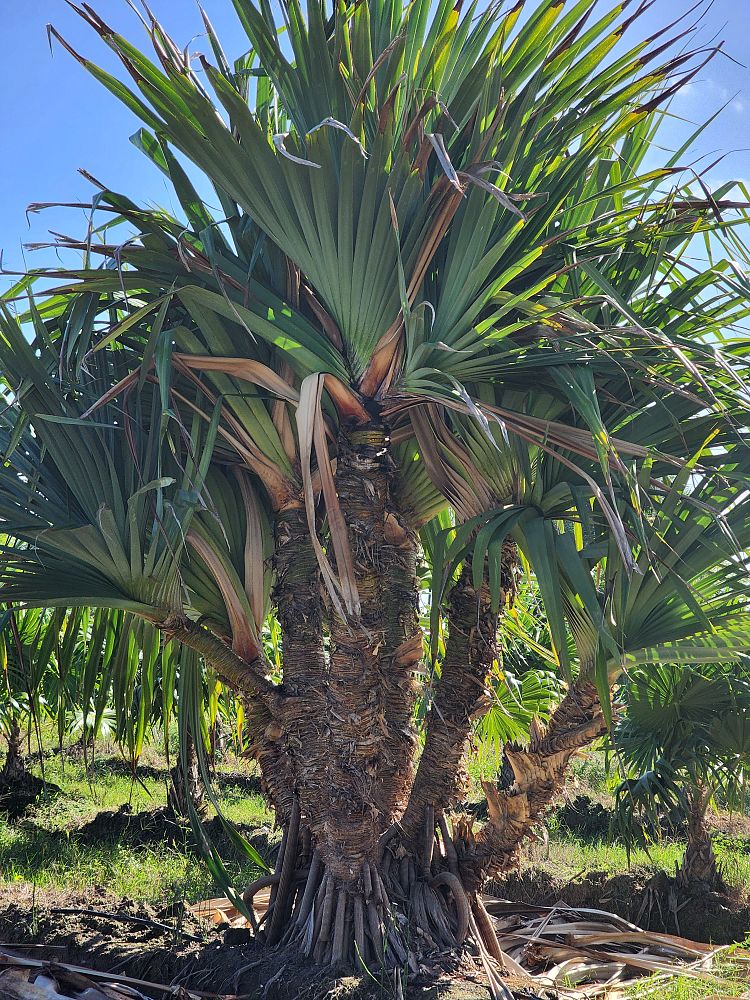 pandanus-utilis-screw-pine