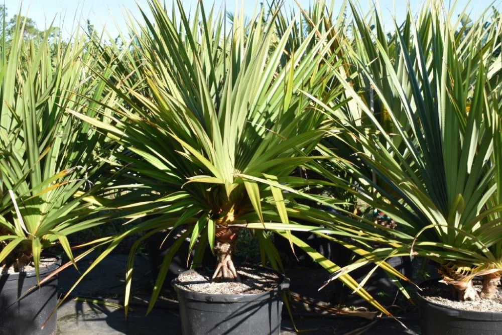 pandanus-utilis-screw-pine