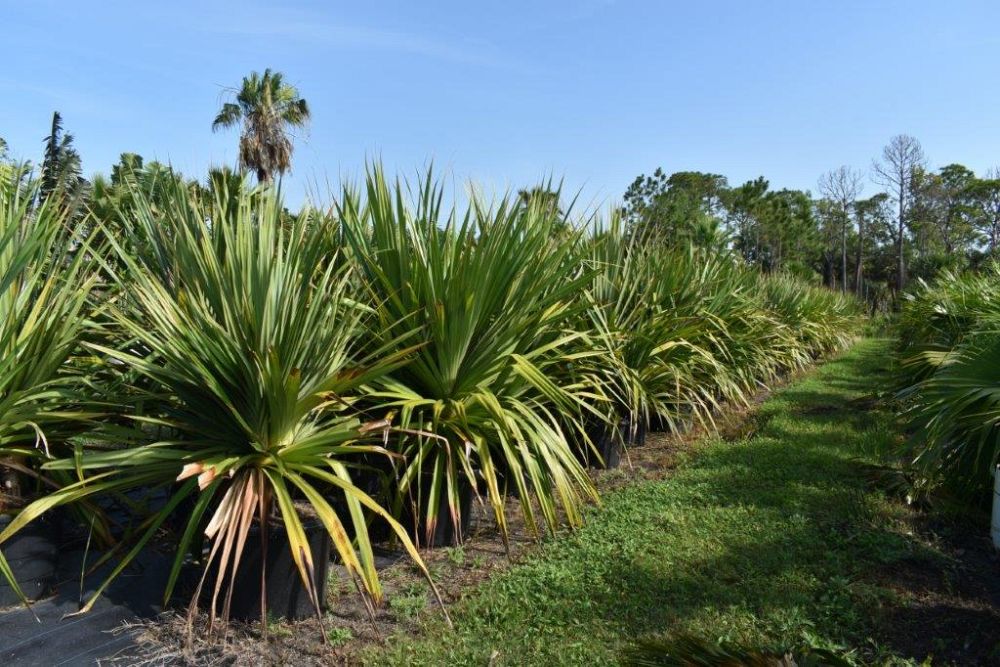 pandanus-utilis-screw-pine