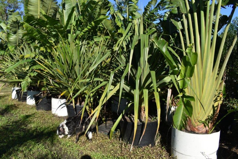 pandanus-utilis-screw-pine
