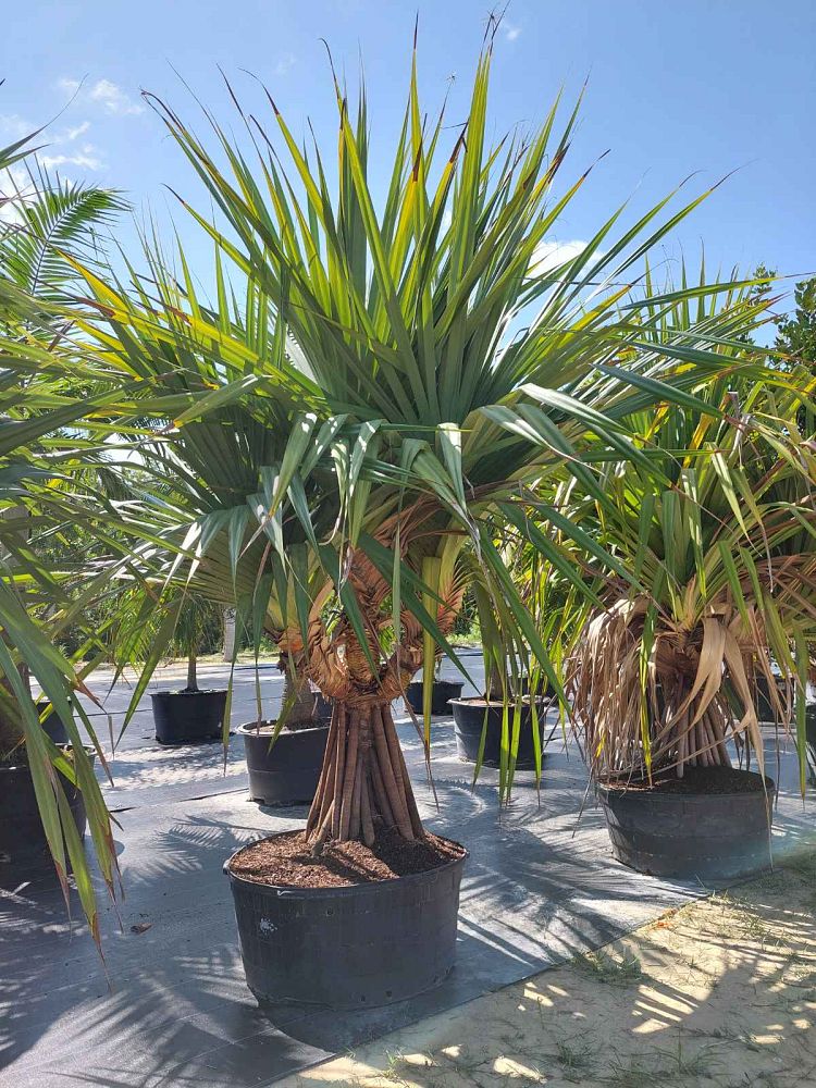pandanus-utilis-screw-pine