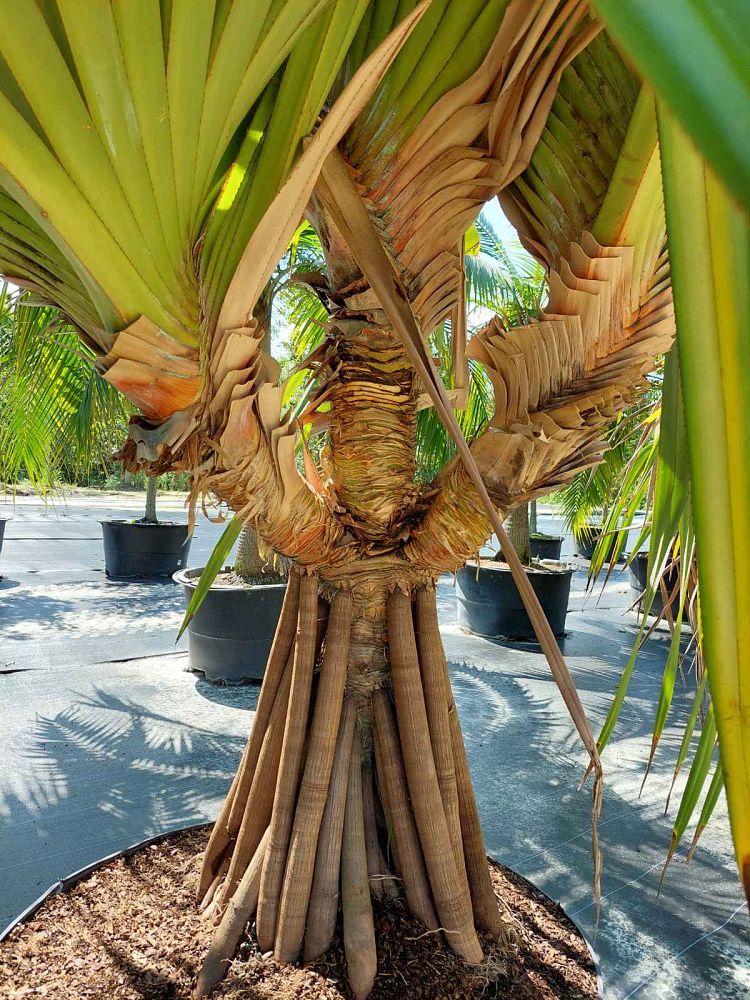 pandanus-utilis-screw-pine