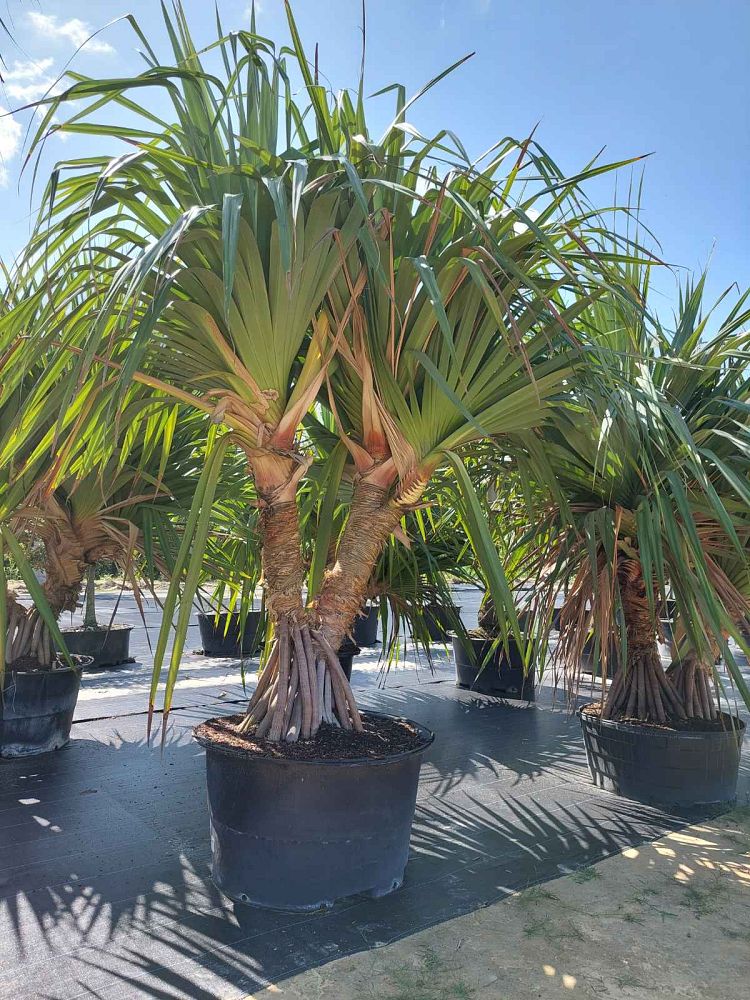 pandanus-utilis-screw-pine