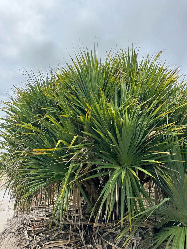 pandanus-utilis-screw-pine