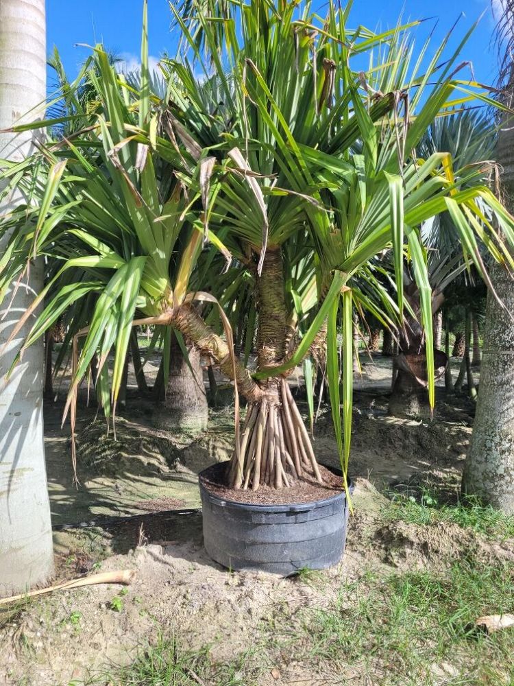 pandanus-utilis-screw-pine