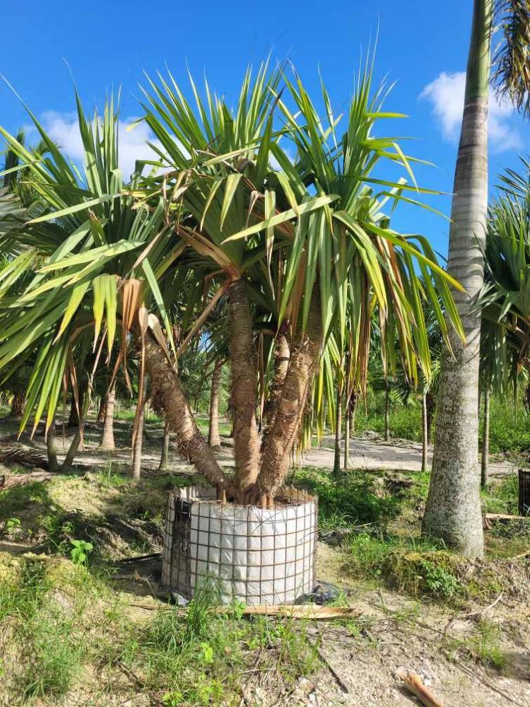 pandanus-utilis-screw-pine