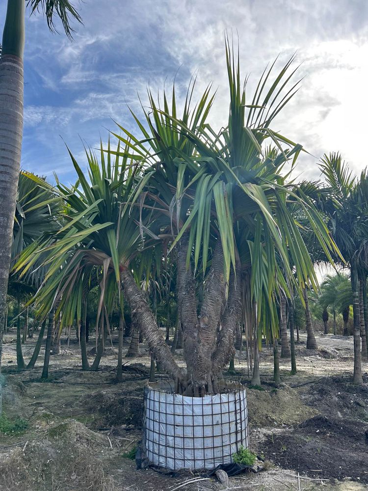 pandanus-utilis-screw-pine
