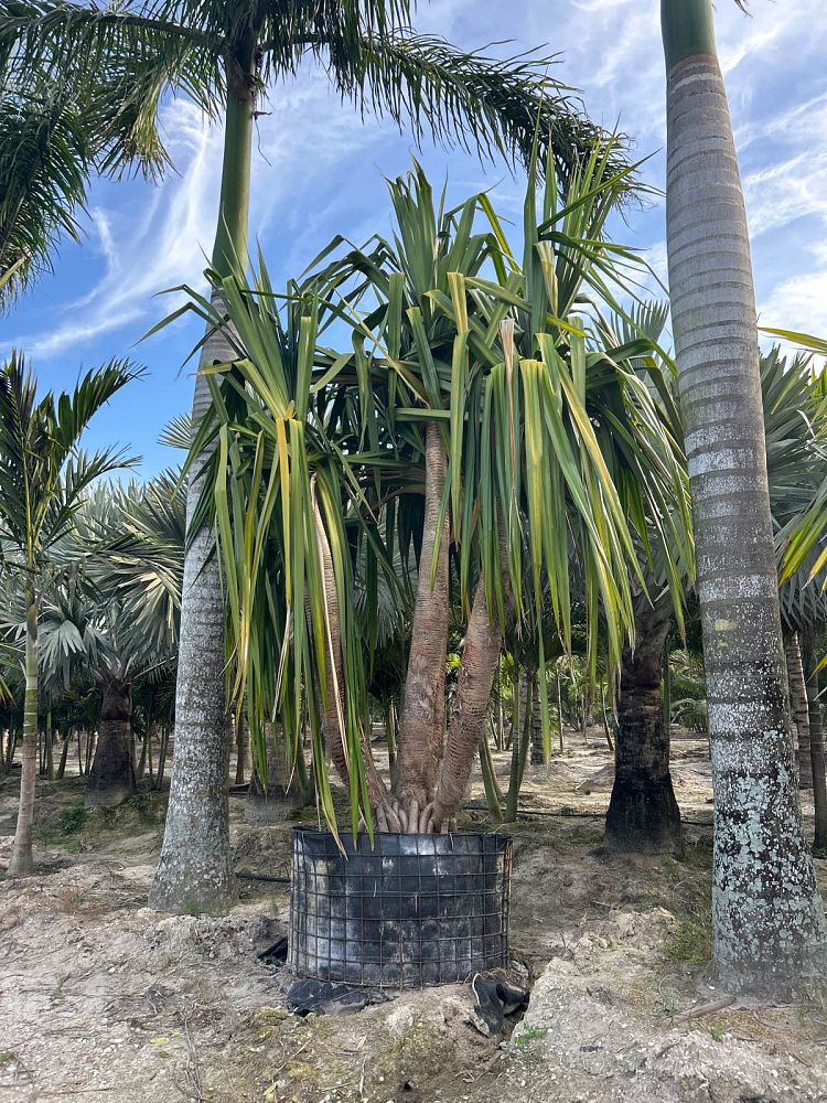 pandanus-utilis-screw-pine