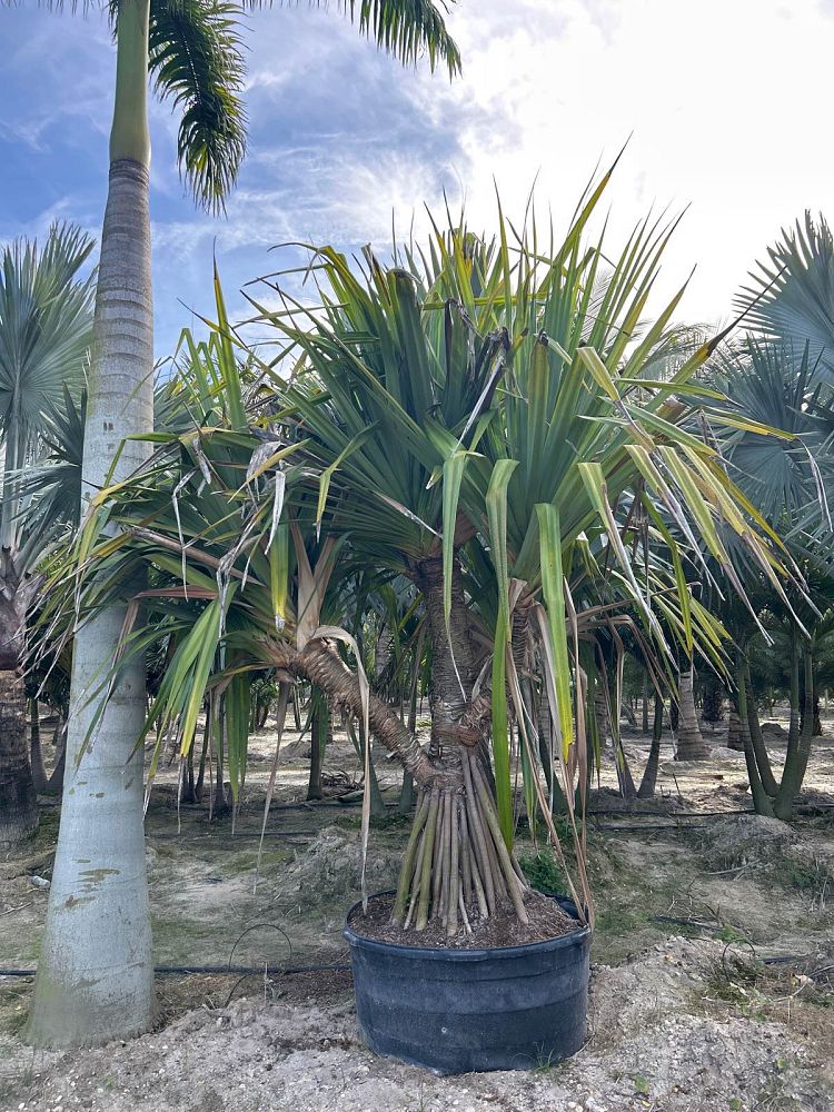 pandanus-utilis-screw-pine