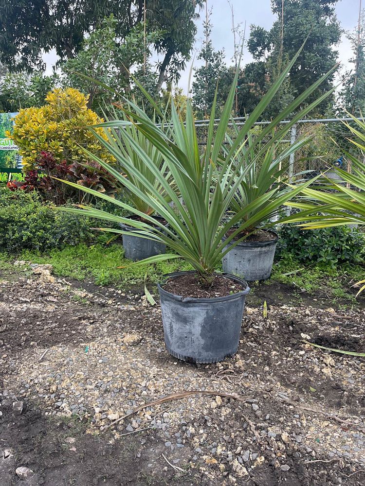 pandanus-utilis-screw-pine