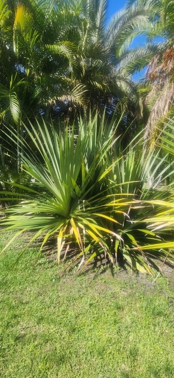pandanus-utilis-screw-pine