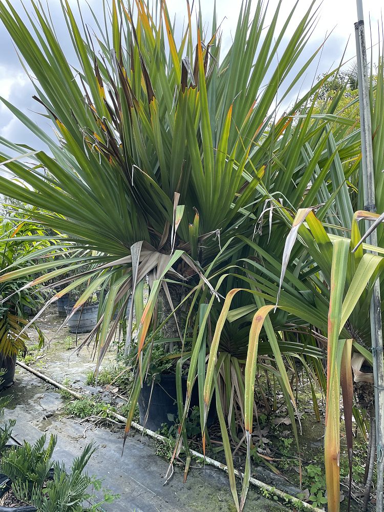 pandanus-utilis-screw-pine