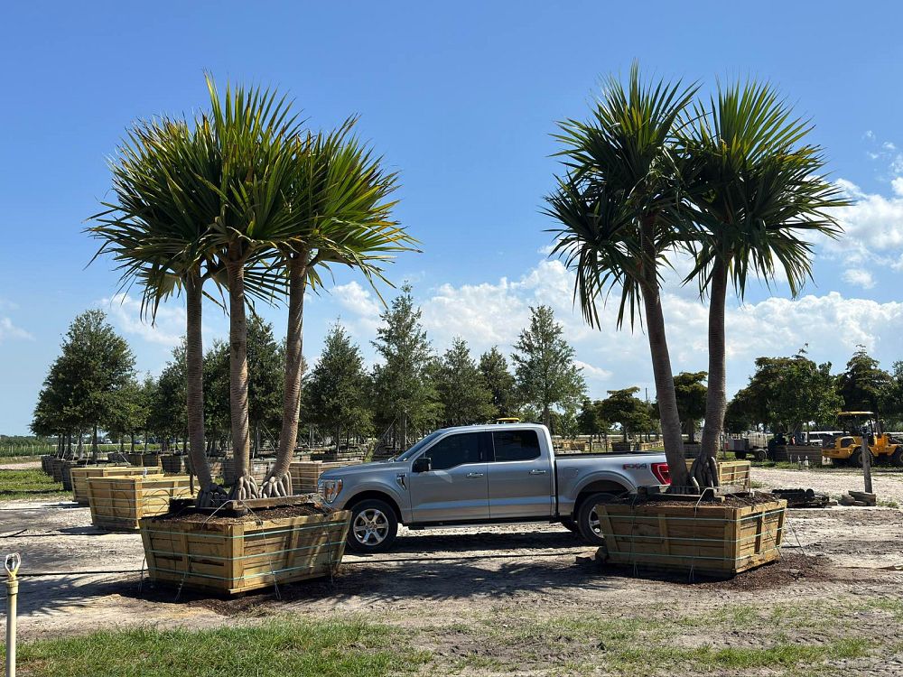 pandanus-utilis-screw-pine
