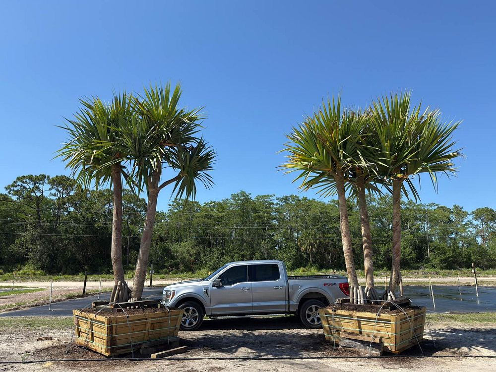 pandanus-utilis-screw-pine