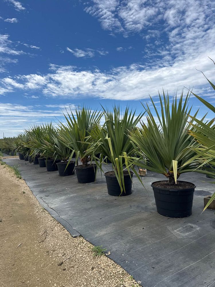 pandanus-utilis-screw-pine
