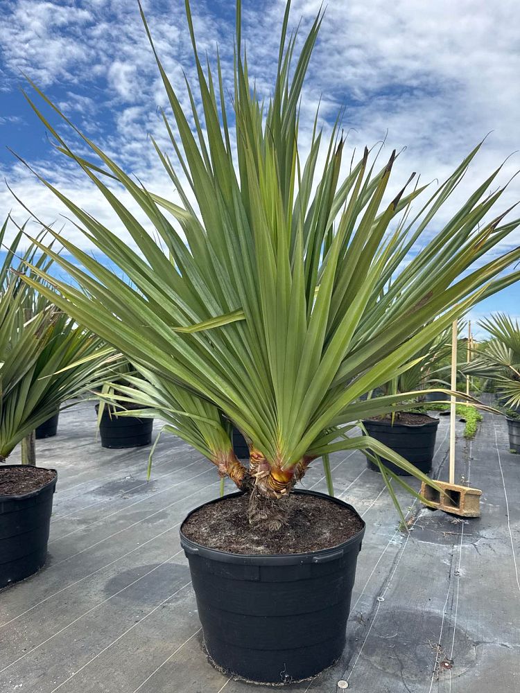 pandanus-utilis-screw-pine