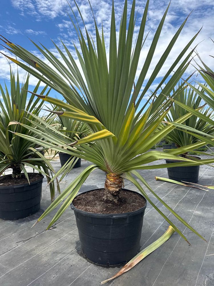pandanus-utilis-screw-pine