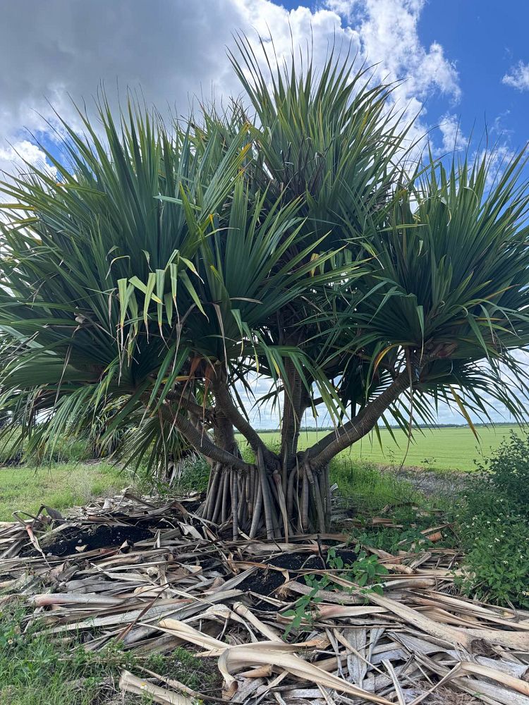 pandanus-utilis-screw-pine