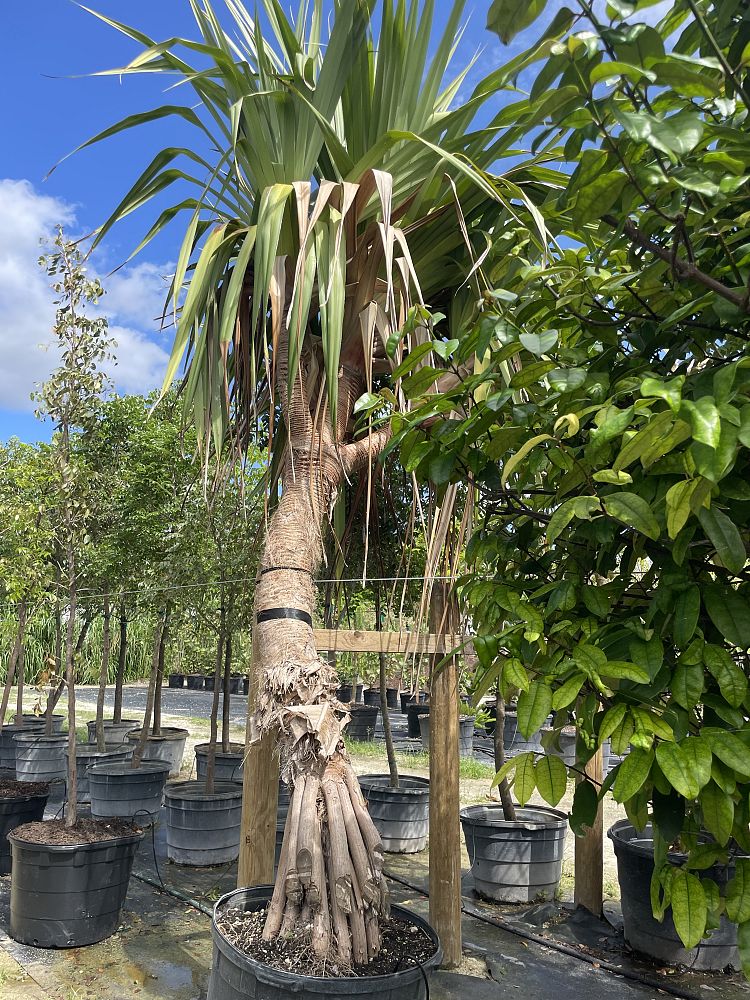 pandanus-utilis-screw-pine