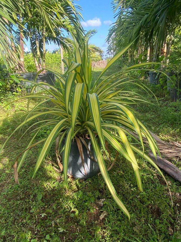 pandanus-veitchii-veitch-s-screwpine-variegated-screwpine