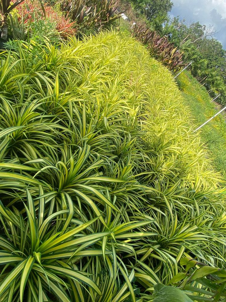 pandanus-veitchii-veitch-s-screwpine-variegated-screwpine