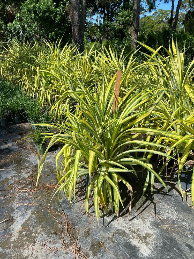 pandanus-veitchii-veitch-s-screwpine-variegated-screwpine