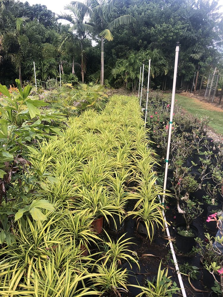 pandanus-veitchii-veitch-s-screwpine-variegated-screwpine