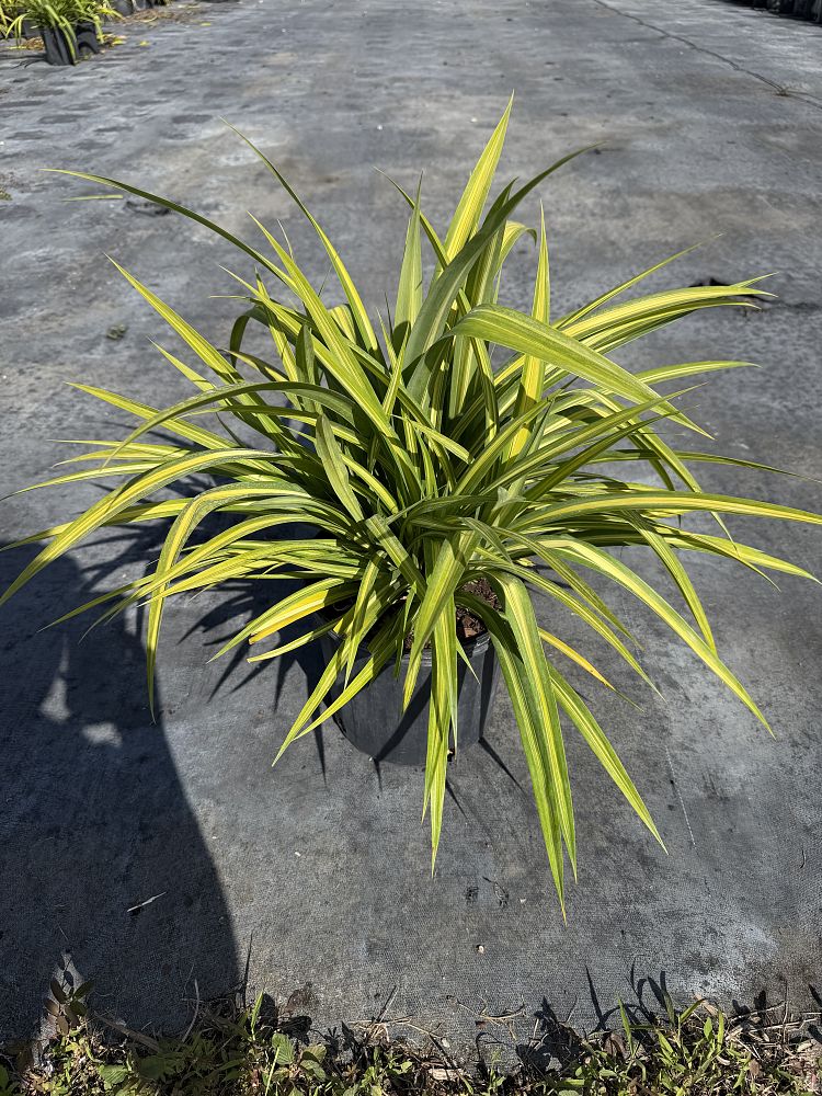 pandanus-veitchii-veitch-s-screwpine-variegated-screwpine