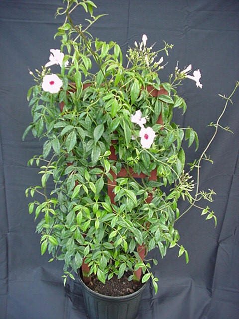 pandorea-jasminoides-pandora-vine-bower-vine