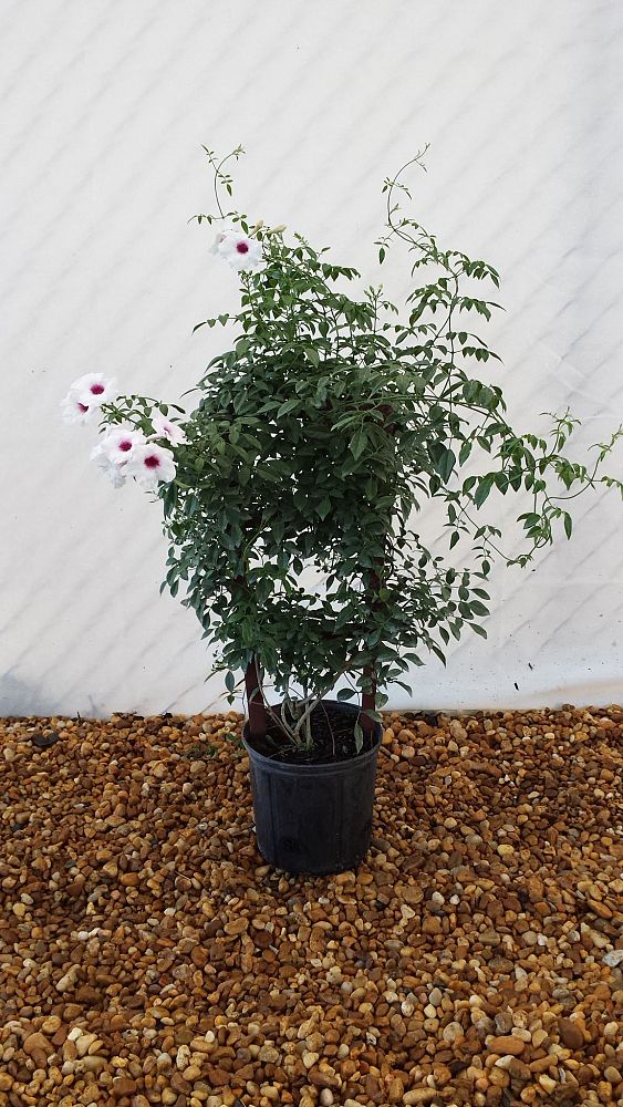 pandorea-jasminoides-variegata-pandora-vine-bower-vine