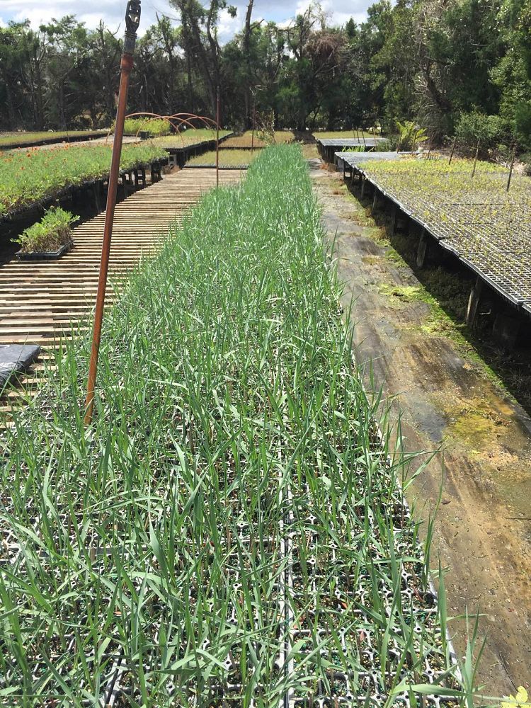 panicum-amarum-bitter-panicgrass-panicum-amarulum