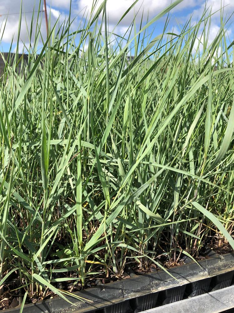 panicum-amarum-bitter-panicgrass-panicum-amarulum