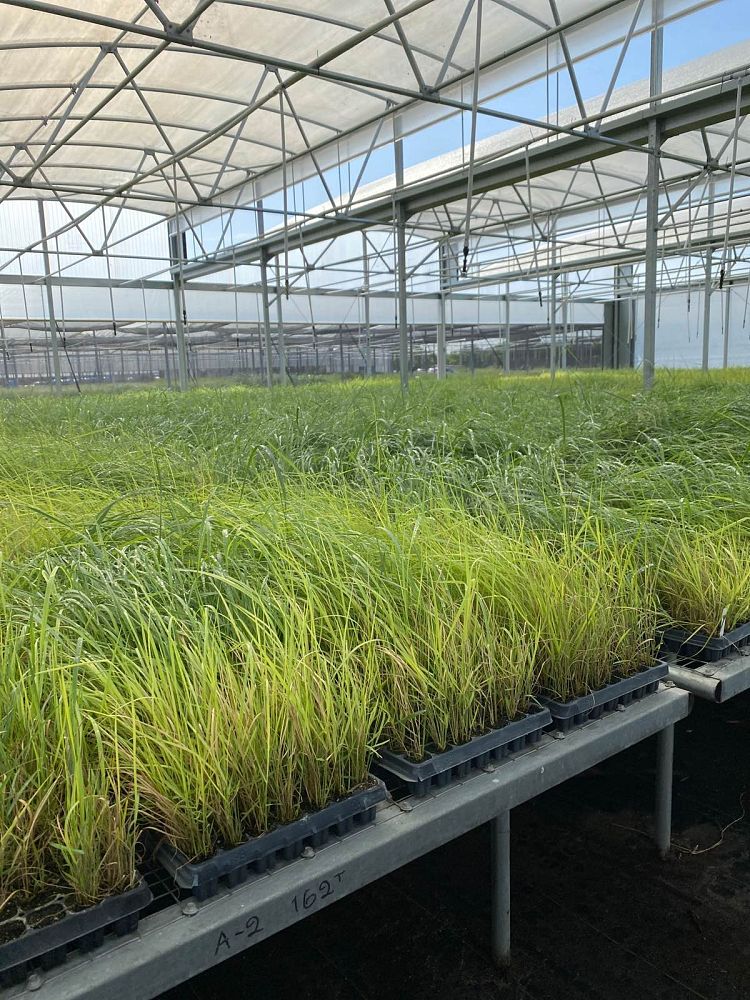 panicum-amarum-bitter-panicgrass-panicum-amarulum