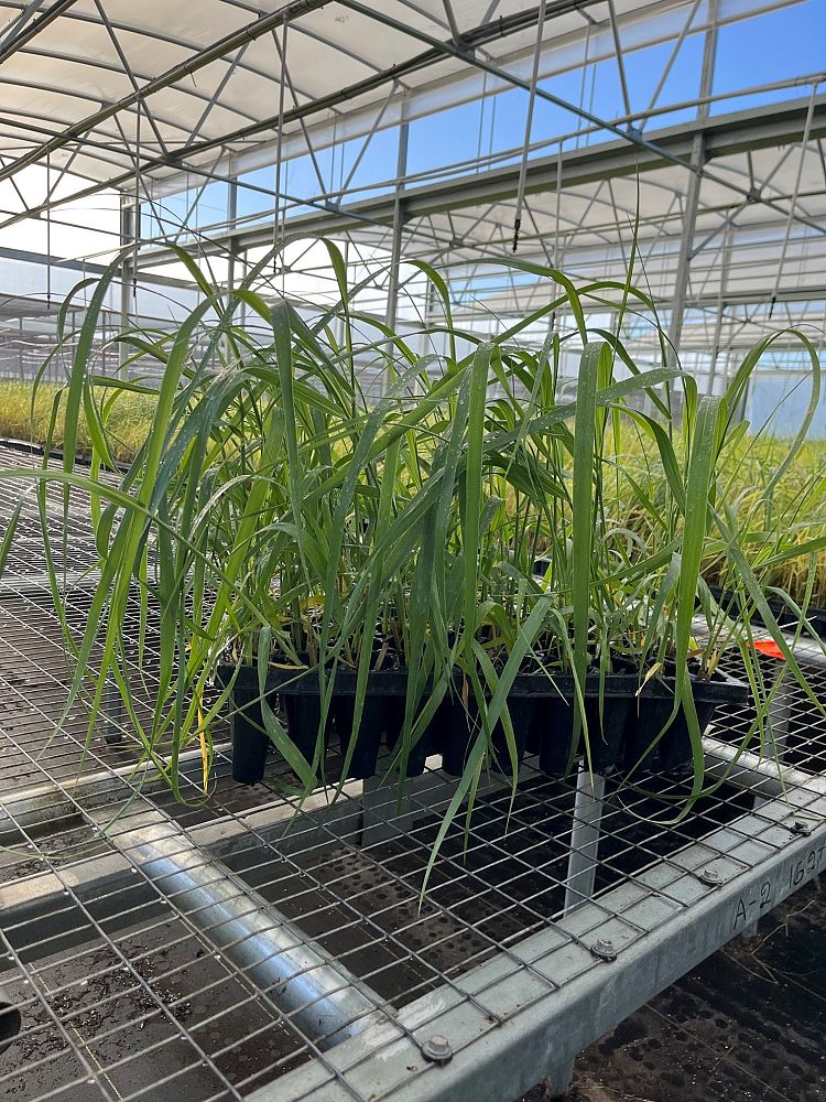 panicum-amarum-bitter-panicgrass-panicum-amarulum