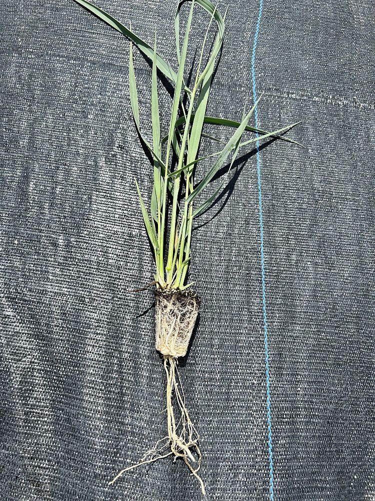 panicum-amarum-bitter-panicgrass-panicum-amarulum