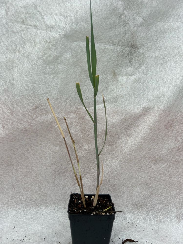 panicum-amarum-bitter-panicgrass-panicum-amarulum