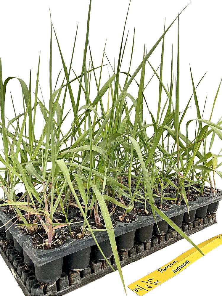 panicum-amarum-bitter-panicgrass-panicum-amarulum