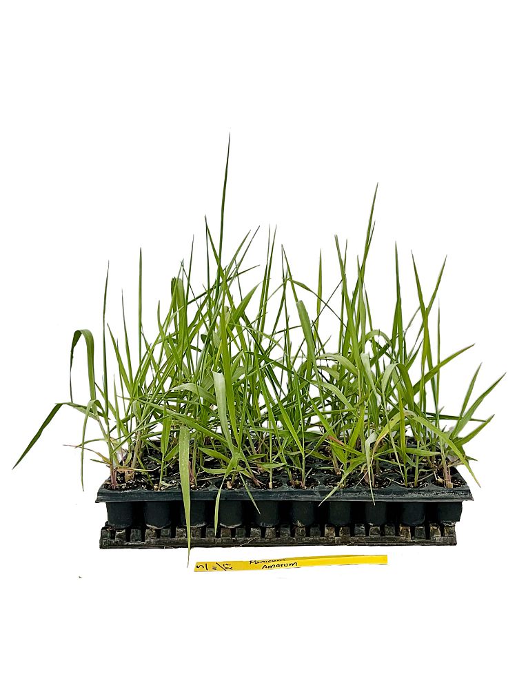 panicum-amarum-bitter-panicgrass-panicum-amarulum
