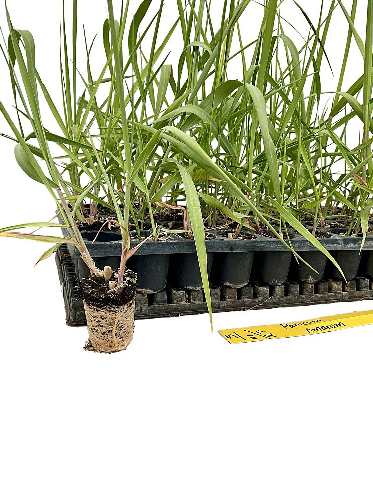 panicum-amarum-bitter-panicgrass-panicum-amarulum