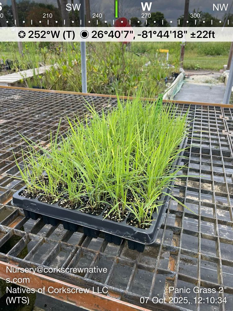 panicum-amarum-bitter-panicgrass-panicum-amarulum