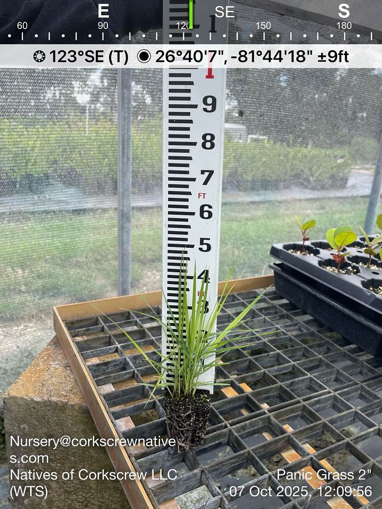 panicum-amarum-bitter-panicgrass-panicum-amarulum