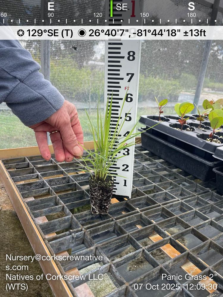 panicum-amarum-bitter-panicgrass-panicum-amarulum