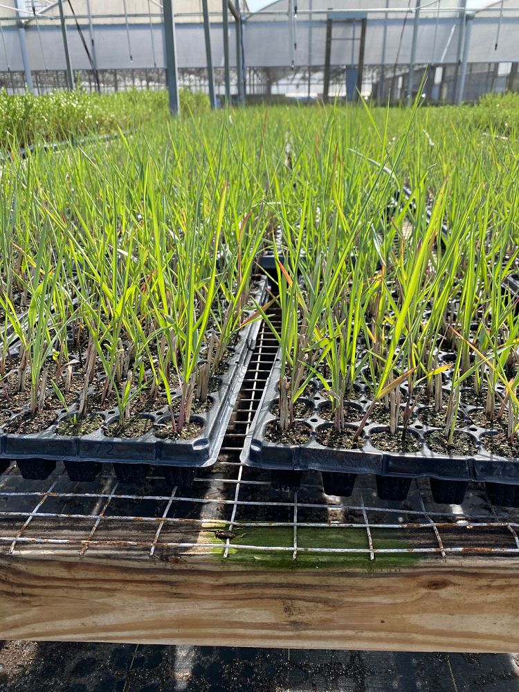 panicum-amarum-north-pa-bitter-panicgrass-panicum-amarulum